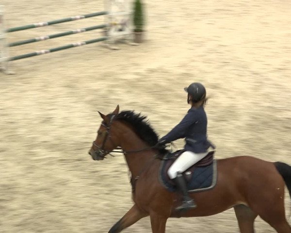 Pferdesporttage Oberriet 2018