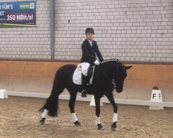 dressage horse Witchy 4 (German Warmblood, 1994, from Unbekannt)