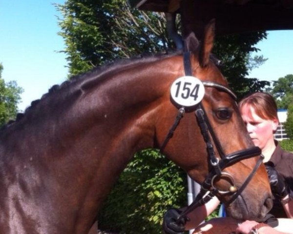 broodmare Jeversche Wolke (Oldenburg, 2009, from Wolken-Hit)
