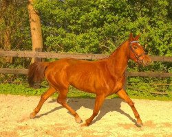 Springpferd Loropiana 4 (Oldenburger, 2010, von Landsieger I)