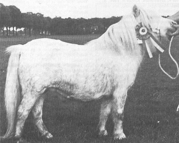 broodmare My-My (Shetland pony (under 87 cm), , from Snowman) broodmare My-My (Shetland pony (under 87 cm), , from Snowman)