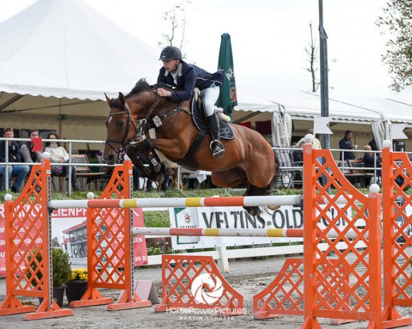 broodmare Carissima 28 (Zangersheide riding horse, 2010, from Cancara)