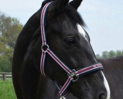 jumper Belle Amie 59 (Holsteiner, 2009, from Dolany)