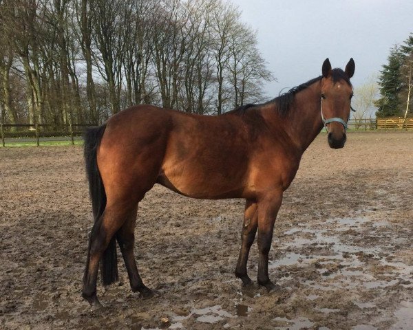 Pferd Volstrups Cassius (Dänisches Warmblut, 2013, von Volstrups Cash)