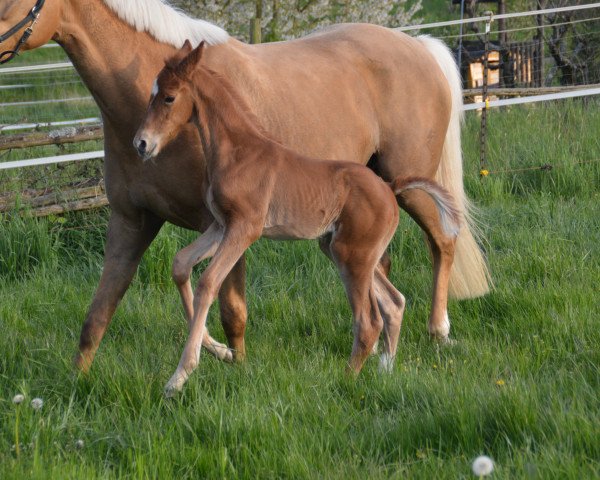 horse Versuchung K (Westphalian, 2016, from Veneno)