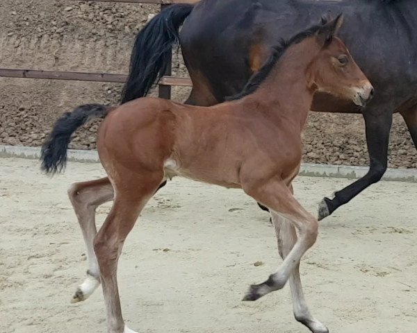 Springpferd Chaccoletto W (Oldenburger Springpferd, 2017, von Chacoon Blue)