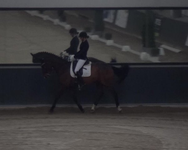 Reitturnier Mönchengladbach-Abtshof 2018