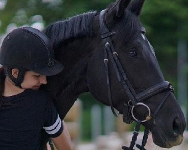 horse Sissi Calais (Hanoverian, 2010, from Sir Calypso)