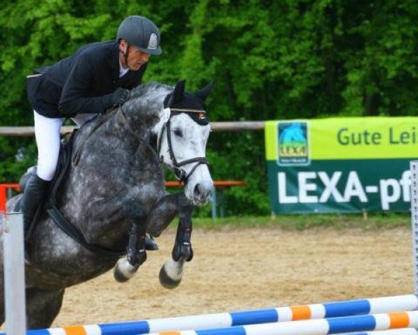 jumper Pilotta 7 (Oldenburg, 2010, from Camax L)