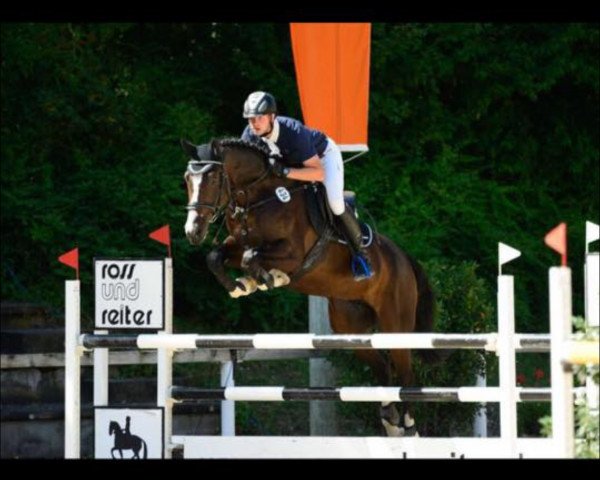 jumper Qidaro (Hanoverian, 2009, from Quintender 2)