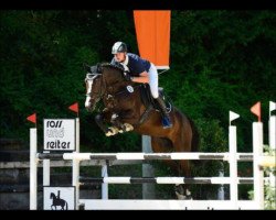 jumper Qidaro (Hanoverian, 2009, from Quintender 2)