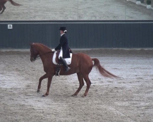 Reitturnier Mönchengladbach-Abtshof 2018