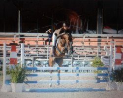 broodmare Corona 107 (Westphalian, 2009, from Coronas 2)