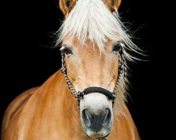 dressage horse Stella (Haflinger, 1994, from Stereo)