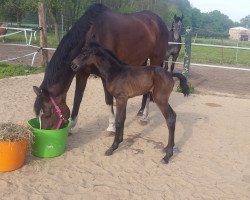 broodmare El Friede 3 (German Sport Horse, 2017, from El Amigo)