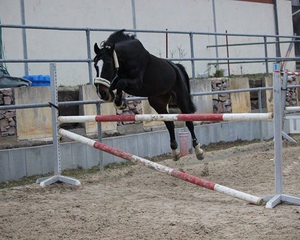 Pferd Sonus F (Westfale, 2009, von Sacre Coeur)