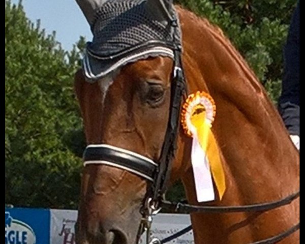 dressage horse Roger Rabbit 42 (Westphalian, 2007, from Rooney) dressage horse Roger Rabbit 42 (Westphalian, 2007, from Rooney)
