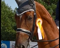dressage horse Roger Rabbit 42 (Westphalian, 2007, from Rooney)