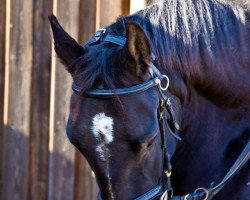 horse Baleika (Alt Wuerttemberg, 2007)
