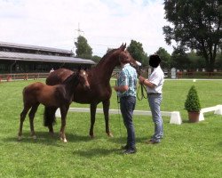 horse Chocochino B (Westphalian, 2016, from Cristallo Boy)