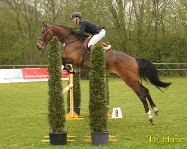jumper Nuninjo (Hanoverian, 2012, from Nerrado)