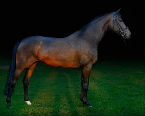 broodmare Pretty (Westphalian, 2000, from Potsdam)