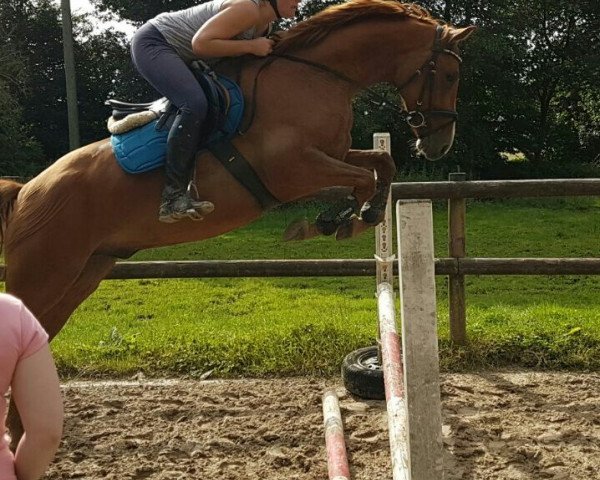 dressage horse Lonny R (Westphalian, 2012, from Last Man Standing)