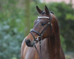 horse Clarasino (Holsteiner, 2012, from Clarimo Ask)