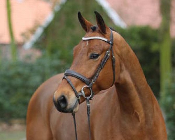 jumper Conrad 130 (Oldenburg, 2011, from Cornet's Prinz)