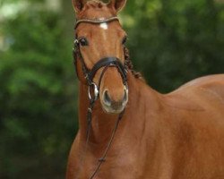 Cavallo da salto Collanto (Oldenburger, 2011, di Collado)