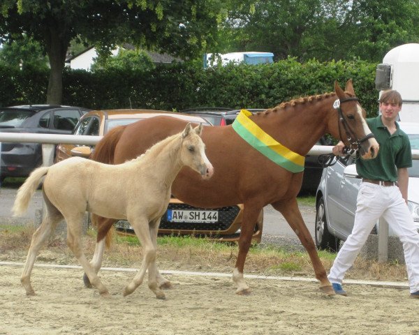 broodmare Chantal (German Riding Pony, , from Champion de Luxe) broodmare Chantal (German Riding Pony, , from Champion de Luxe)