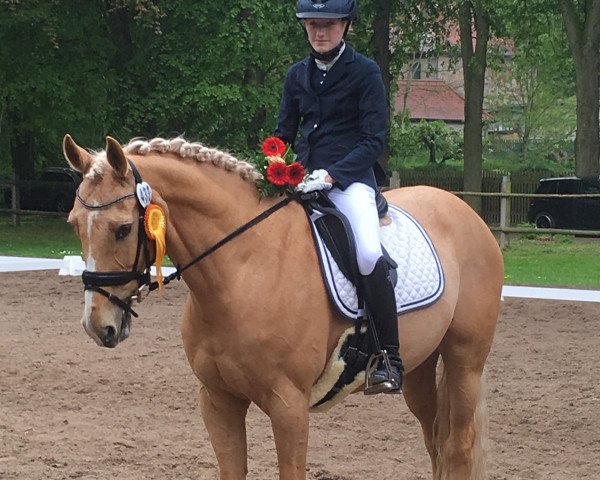 dressage horse Westminster 72 (Oldenburg, 2008, from Win the Gold GF)