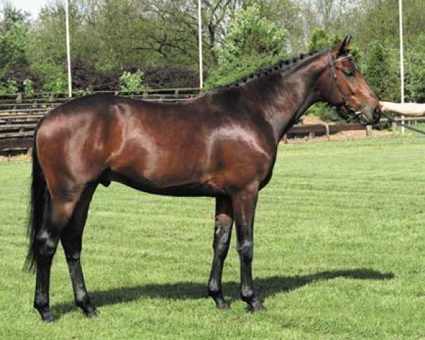 stallion Haydn (KWPN (Royal Dutch Sporthorse), 1989, from Mytens xx) stallion Haydn (KWPN (Royal Dutch Sporthorse), 1989, from Mytens xx)