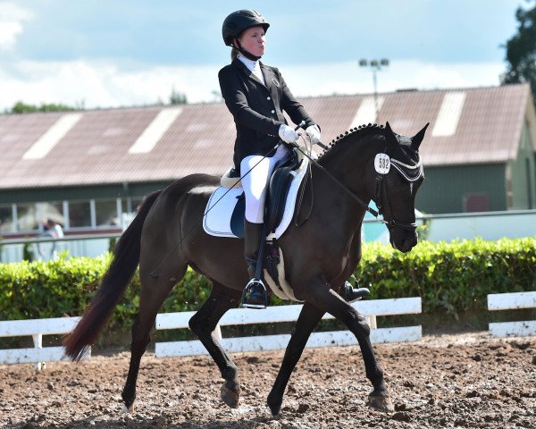 dressage horse Orlando R (German Riding Pony, 2004, from Offshore Energy R)