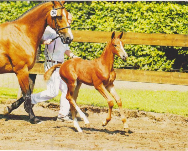 horse Cassai RG (KWPN (Royal Dutch Sporthorse), 2007, from Silverstone)