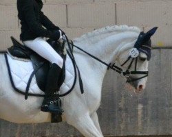 dressage horse Pegasus aus Busdorf (unknown, 2000)