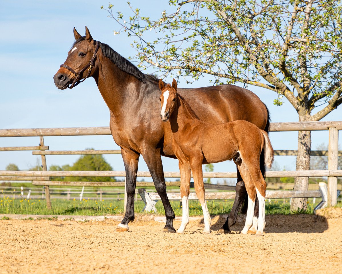 horse Olaf (German Warmblood, 2021, from Valentino Rossi)