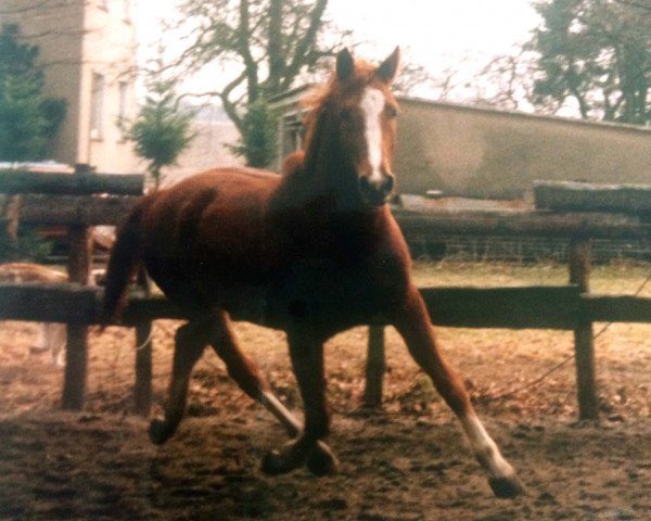 horse Pastell (German Warmblood, 1983, from Pilot)