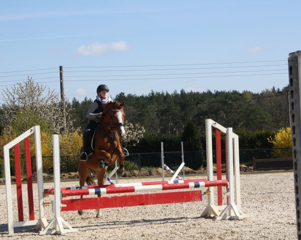 horse Mexx (German Riding Pony, 2005, from Marsvogel xx)