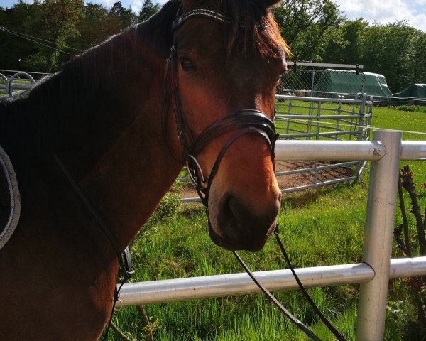 broodmare Princessin Elora (Württemberger, 2011, from Lord Leopold 7)