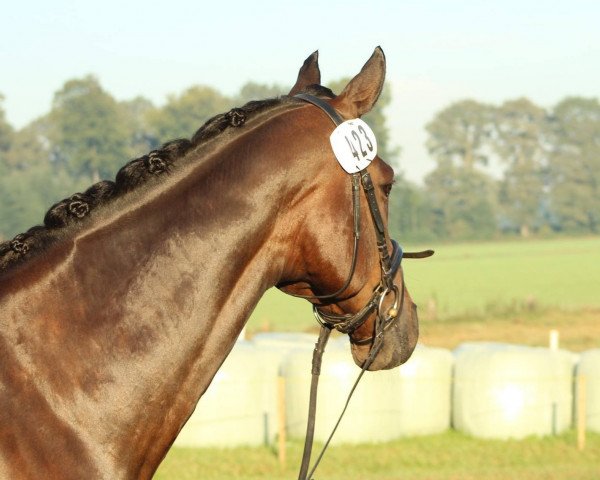 dressage horse Non Stop 40 (Hanoverian, 2000, from Natiello xx)