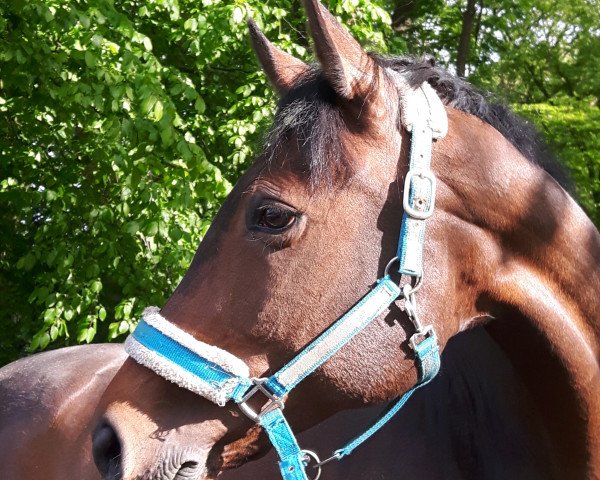 dressage horse Filippa 16 (Westphalian, 2004, from Foxiland xx)