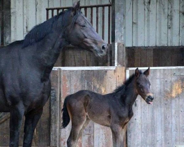 Chovná klisna Sweet Summer (Oldenburský, 2007, od Showdown)