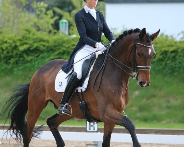 dressage horse Homer 33 (Hanoverian, 2007, from Hofrat)
