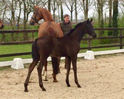 horse Future (Hanoverian, 2017, from Fürstenball)