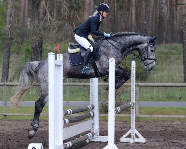 jumper Solid M (polish noble half-breed, 2012, from Corrado Boy)
