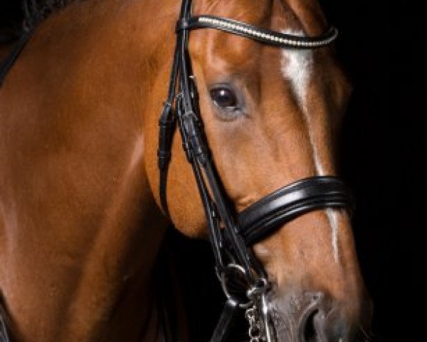 Springpferd Paolo 56 (Holsteiner, 2003, von Paramount)
