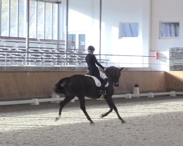 Reitturnier Freudenberg 2018