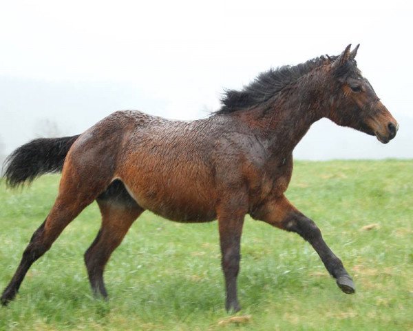 Pferd GR Rose N Footworks (Quarter Horse, 2016, von Solo 'N Kid)