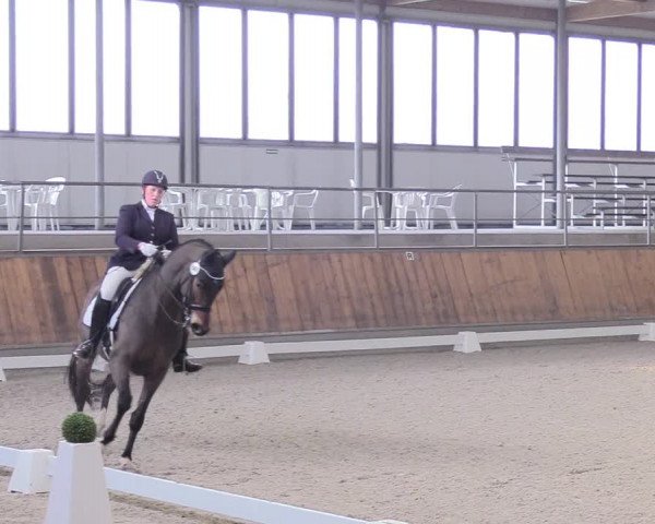 Reitturnier Freudenberg 2018